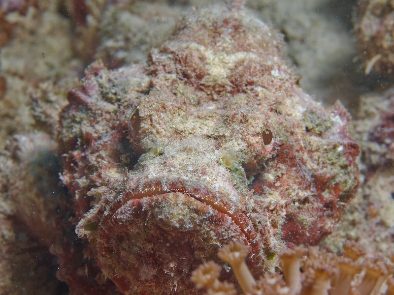 Stone fish, House Reef